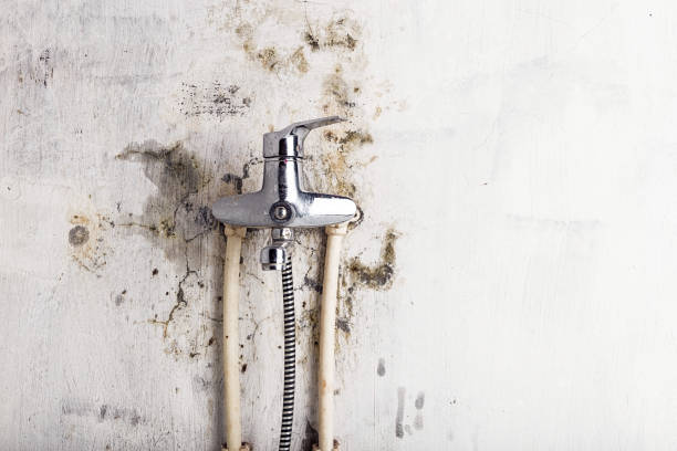 Best Kitchen Mold Remediation in Pquemine, LA