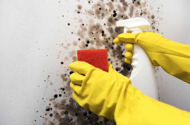 Best Commercial Mold Remediation in Pquemine, LA