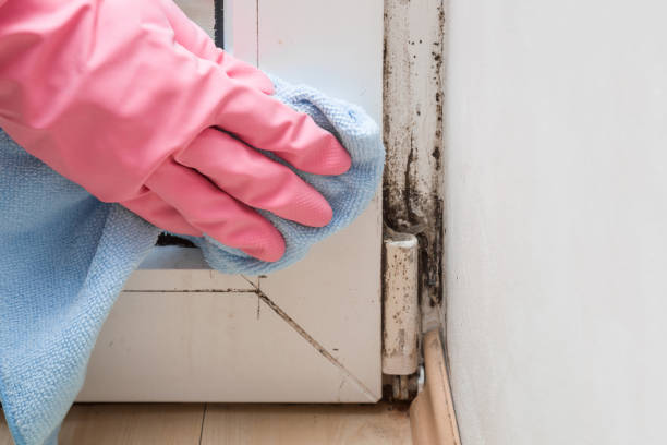 Best Crawl Space Mold Remediation in Pquemine, LA