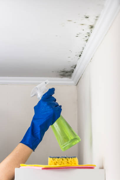 Best Attic Mold Remediation in Pquemine, LA