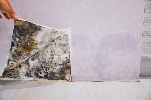 Best Mold Remediation for Specific Building Types in Pquemine, LA